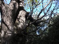 stagno di Serruggeri-Castanea sativa 201011121 035